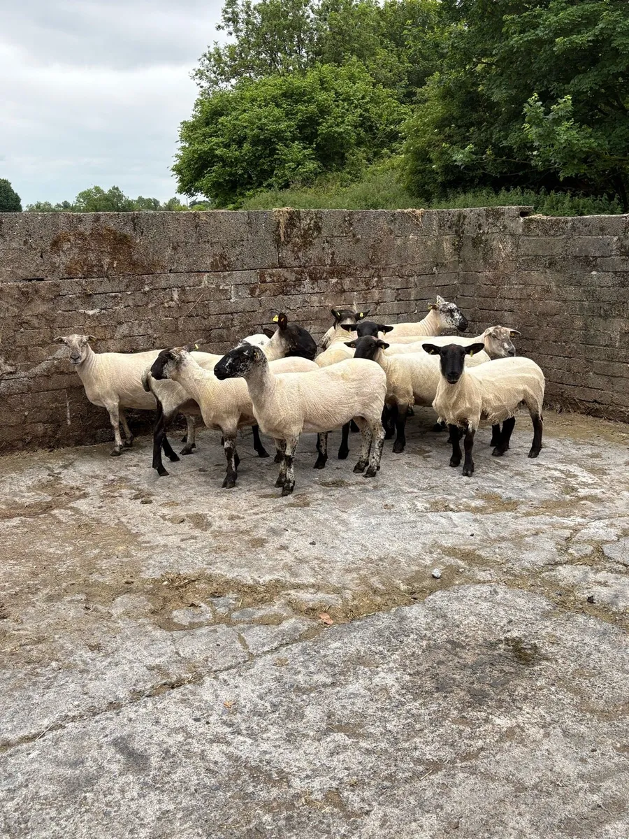 💥15 breeding ewes 💥 - Image 3