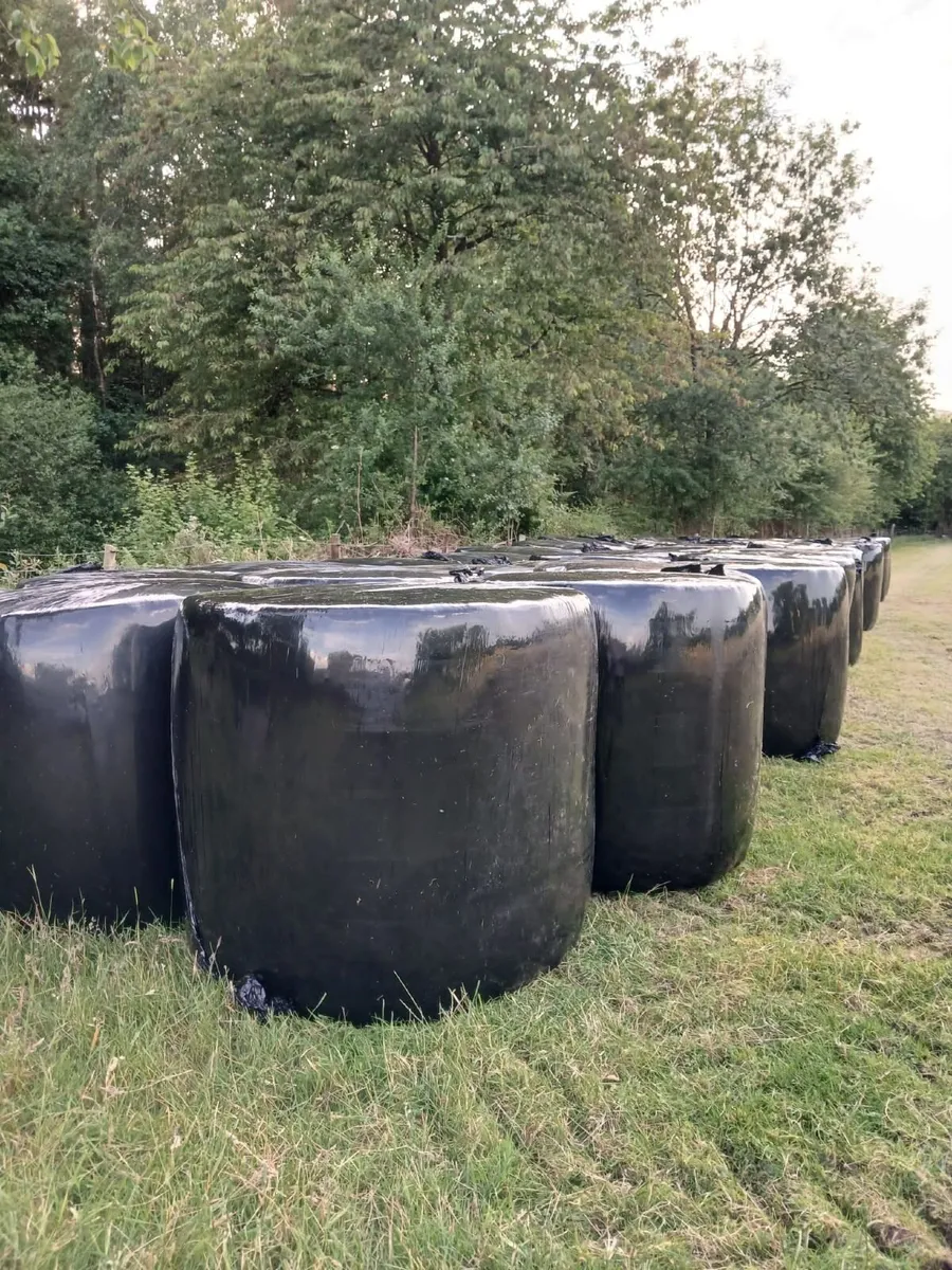 Silage bales for sale