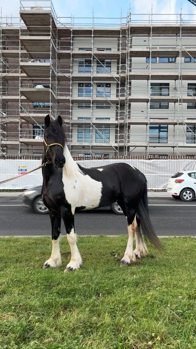 Half friesian - Image 1