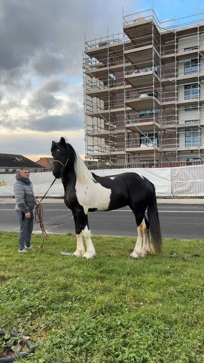 Half friesian - Image 2