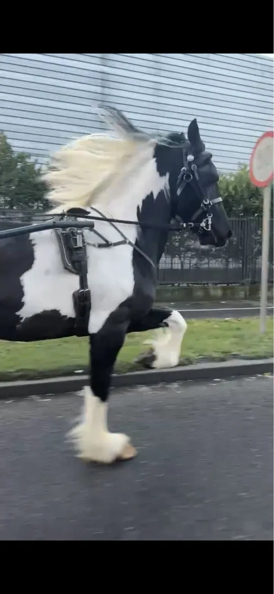 Half friesian - Image 3