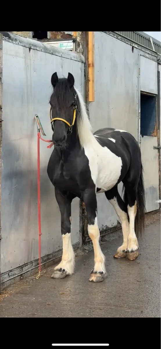 Half friesian - Image 4