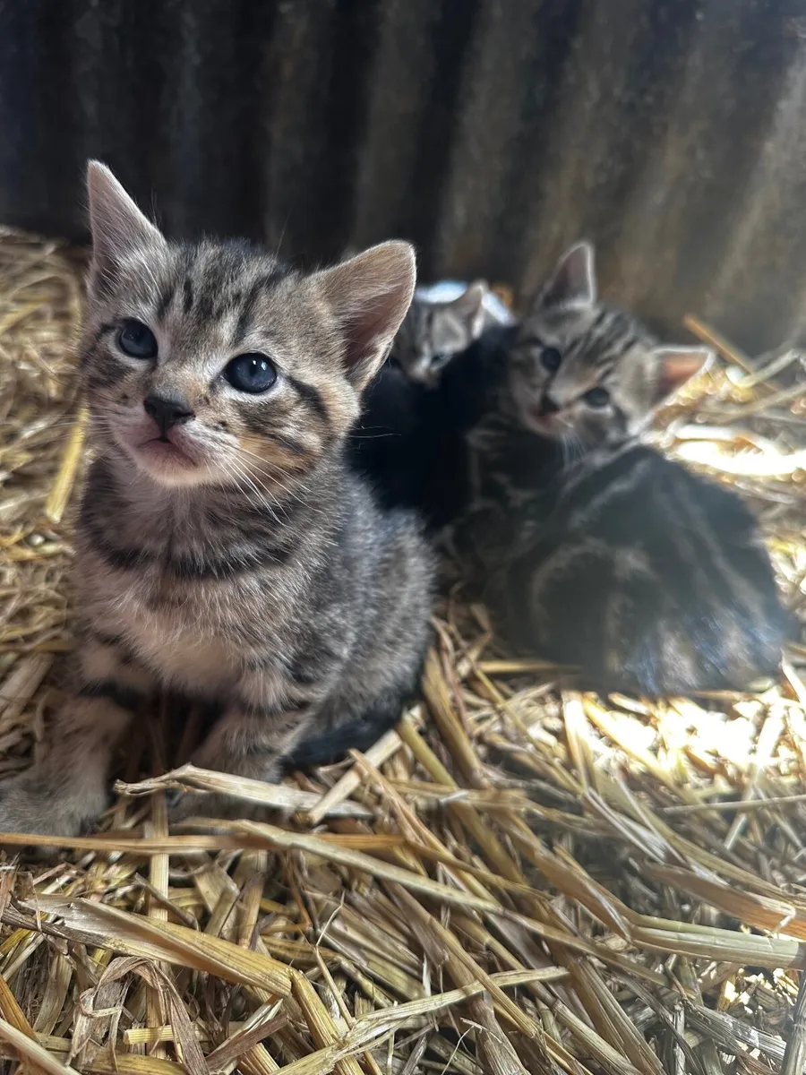 Kittens - Image 1