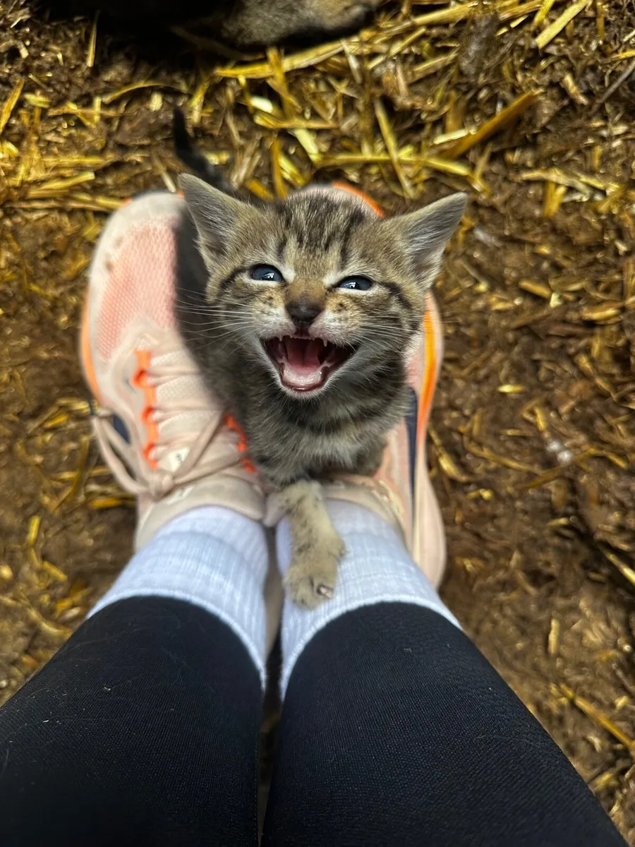 Kittens - Image 2