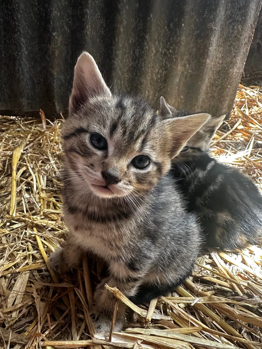 Kittens - Image 3