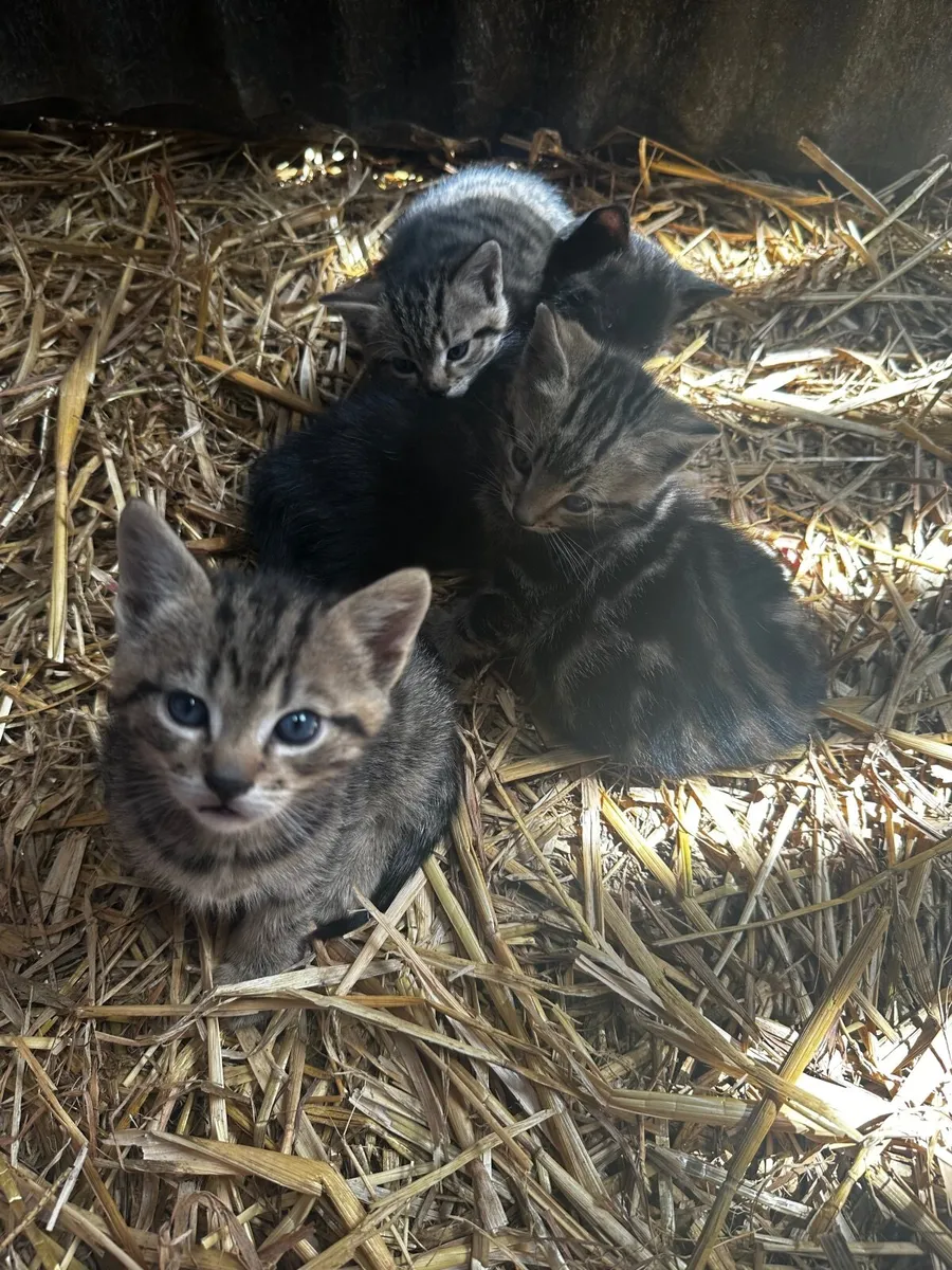Kittens - Image 4