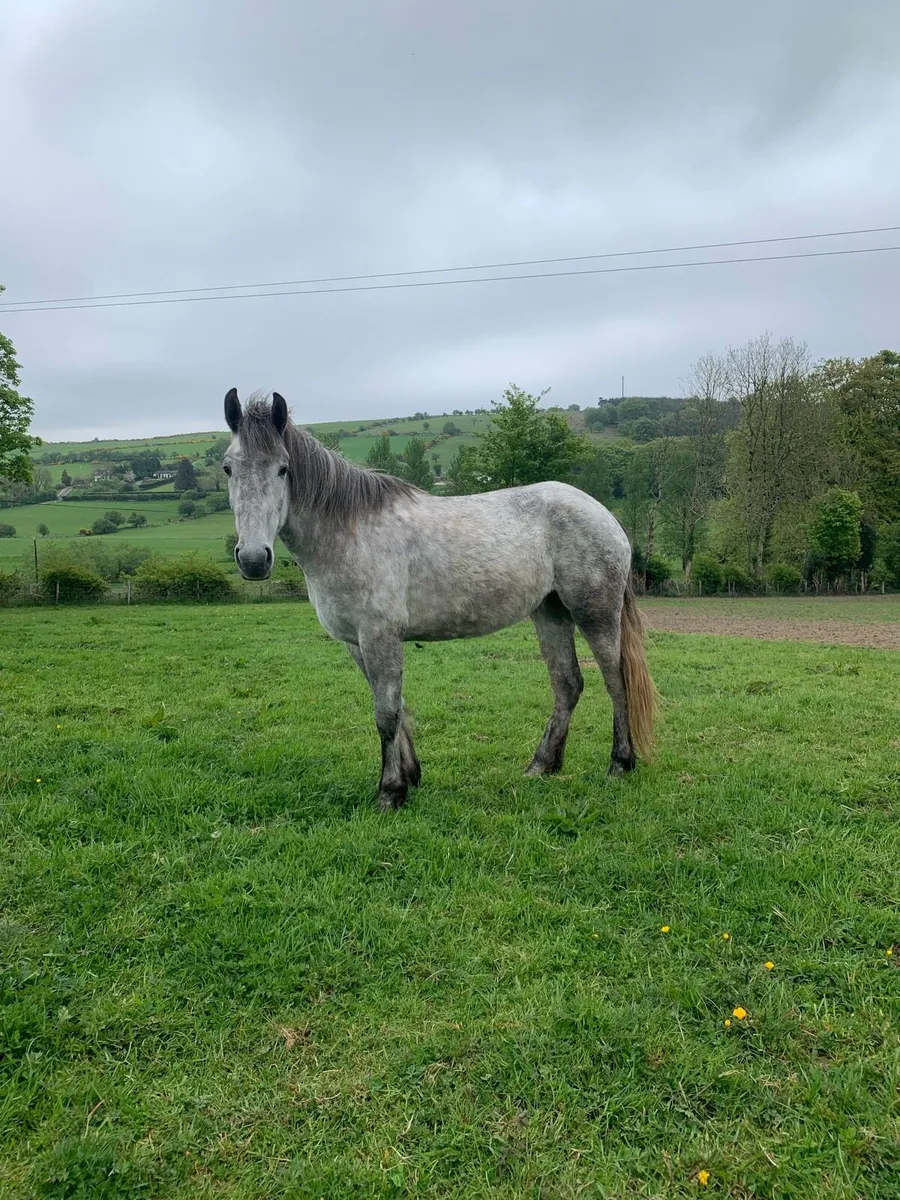 Performance Irish draught filly - Image 1
