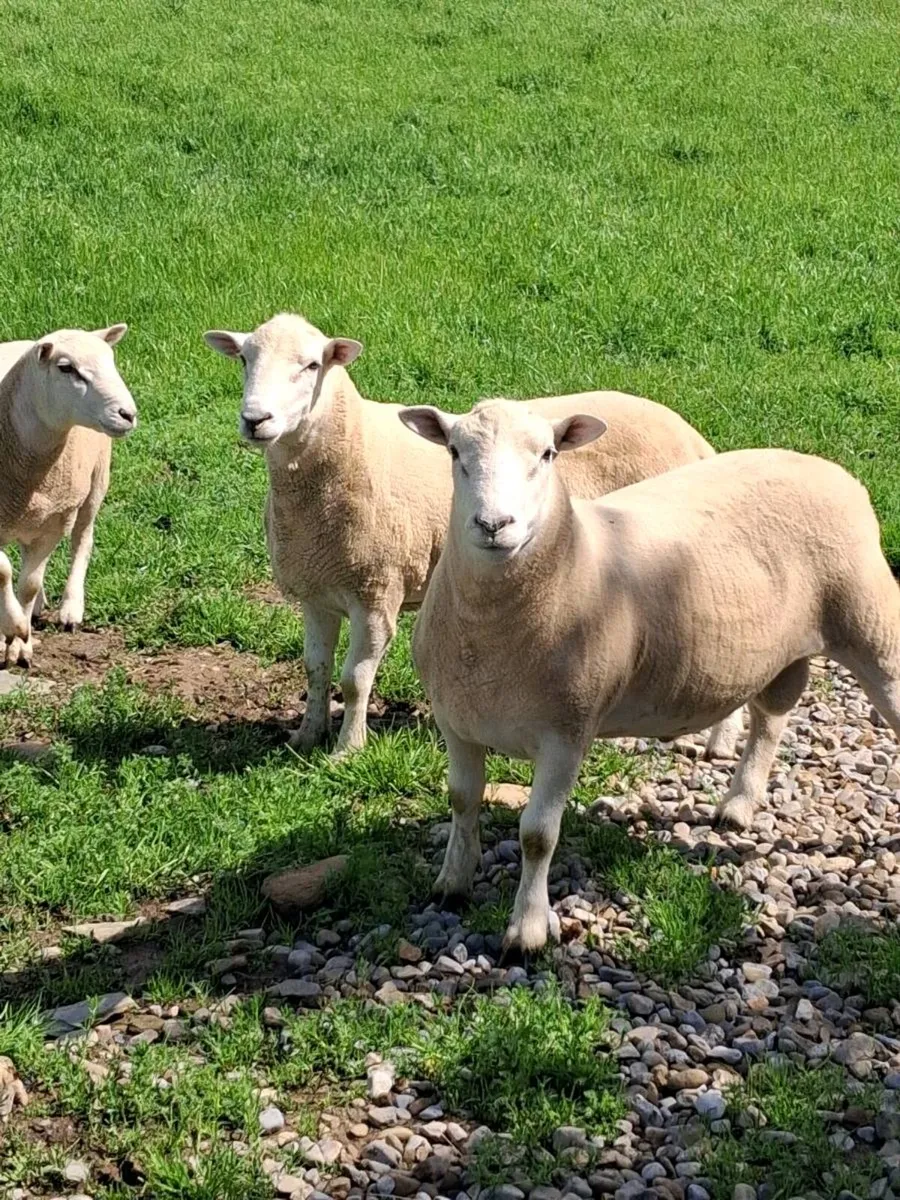 Hoggets Rams - Image 3