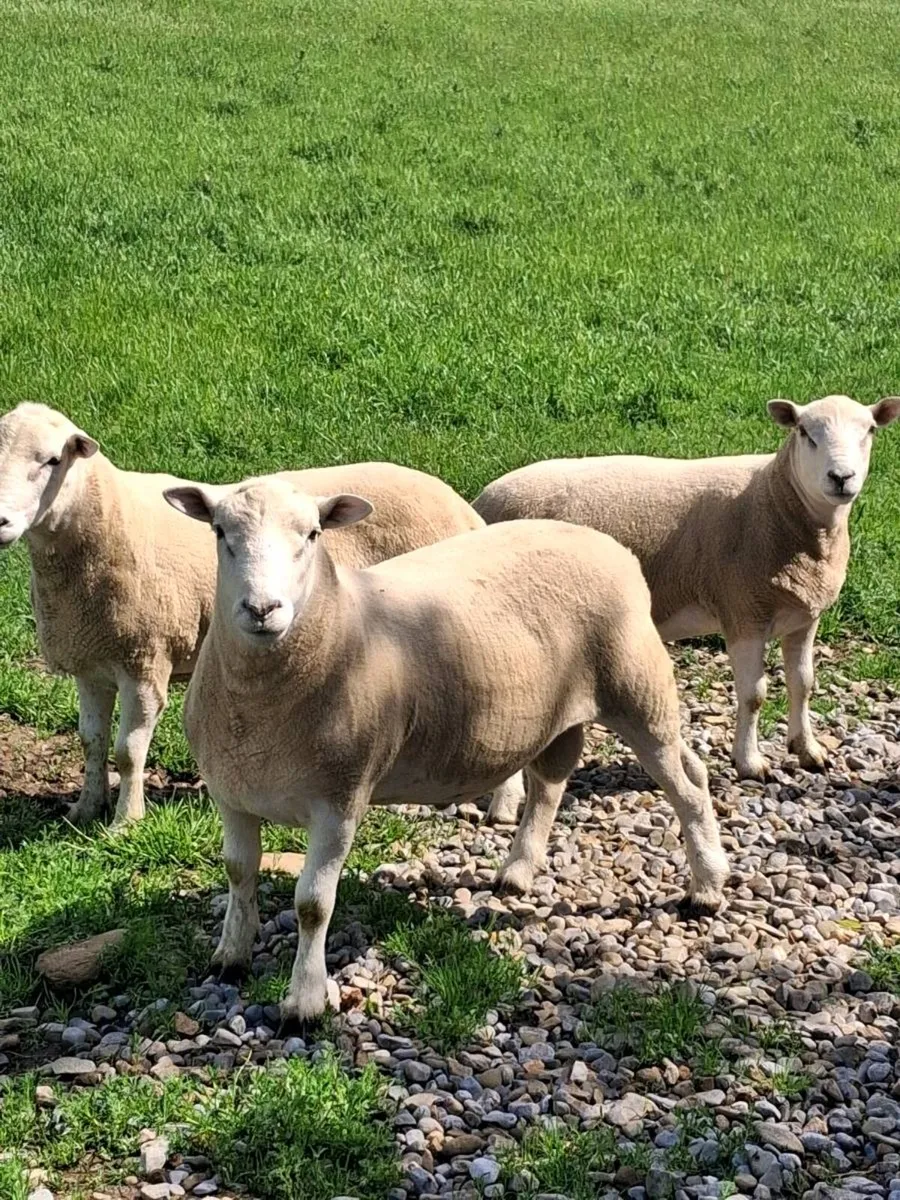Hoggets Rams - Image 4