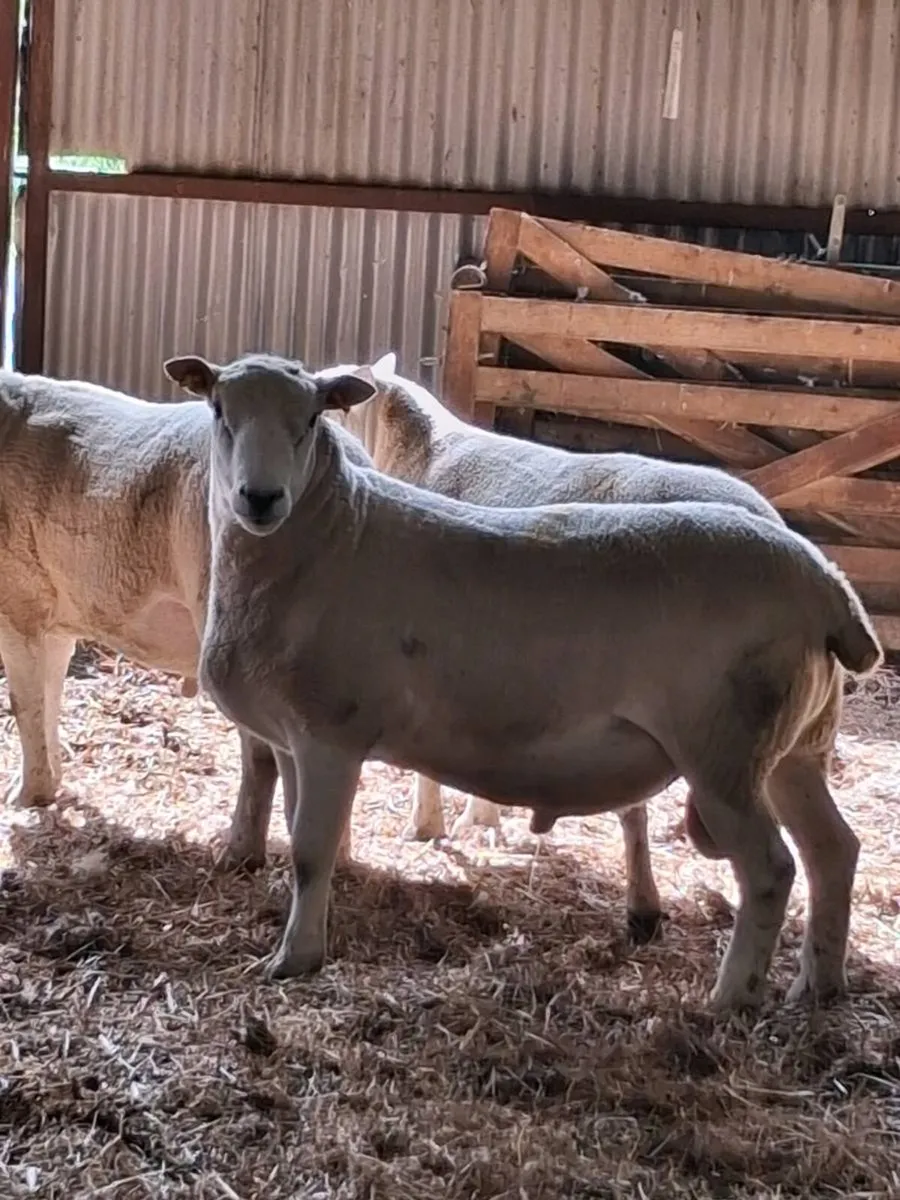 Hoggets Rams - Image 1