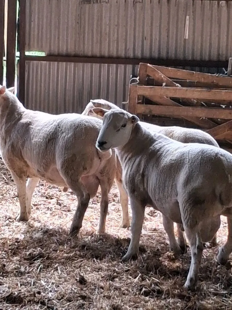 Hoggets Rams - Image 2