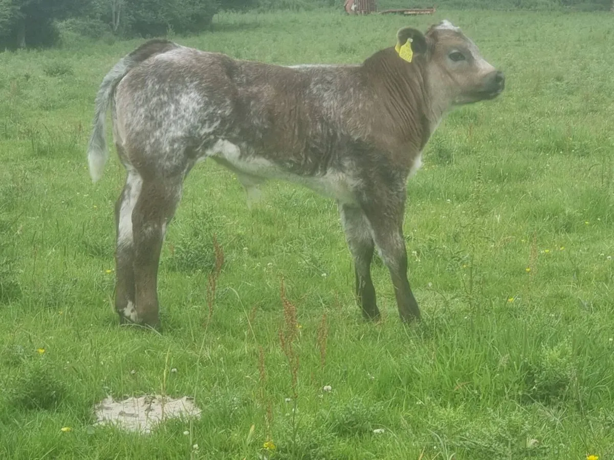 Parthenaise Bull - Image 4