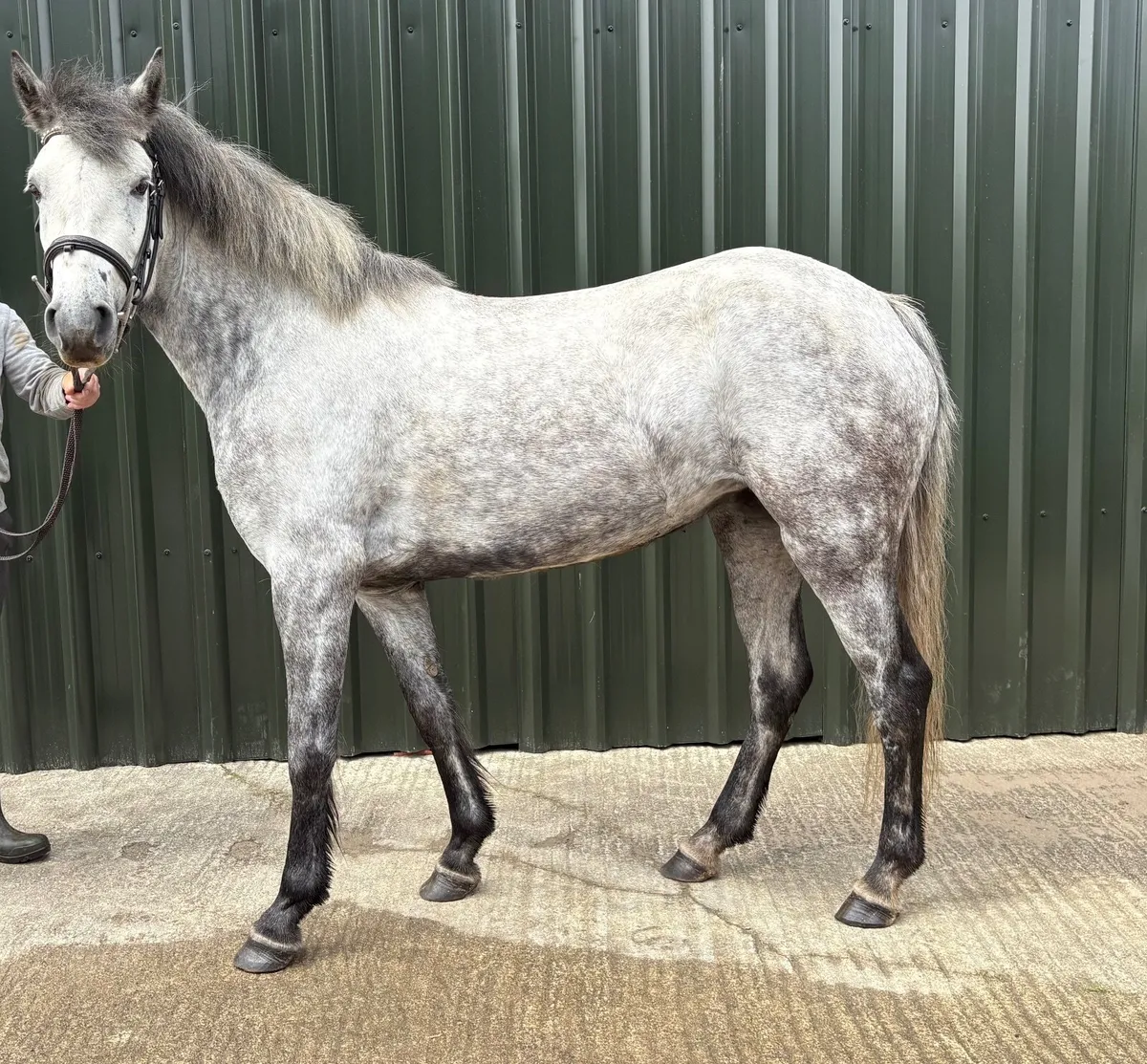 Full Class 1 bred Connemara Pony - Image 2