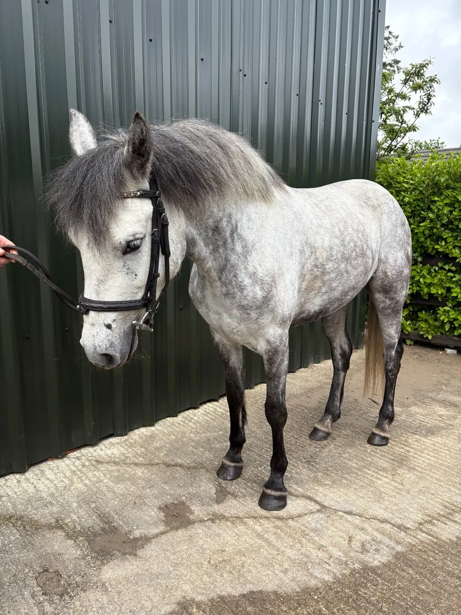 Full Class 1 bred Connemara Pony - Image 1