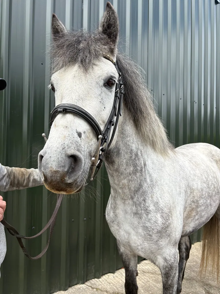 Full Class 1 bred Connemara Pony - Image 3