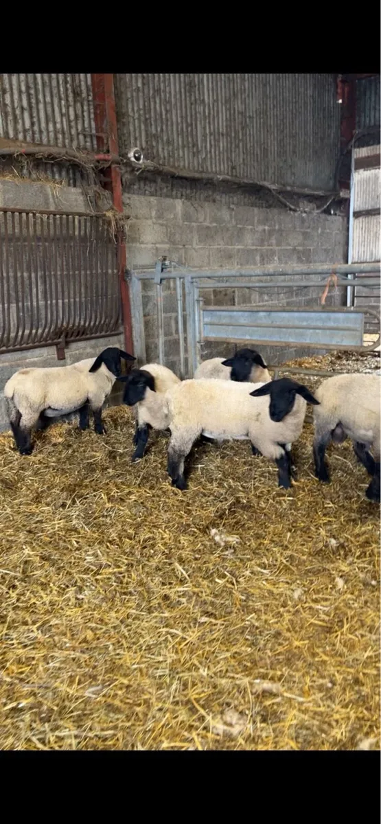 Suffolk ram lambs - Image 1