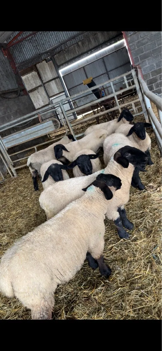 Suffolk ram lambs - Image 2