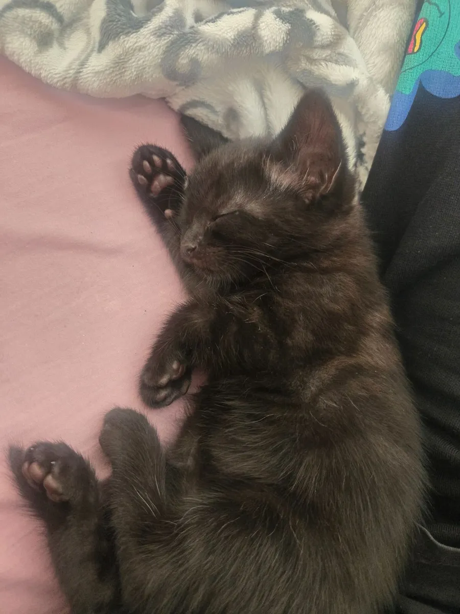 Kitten - Image 2