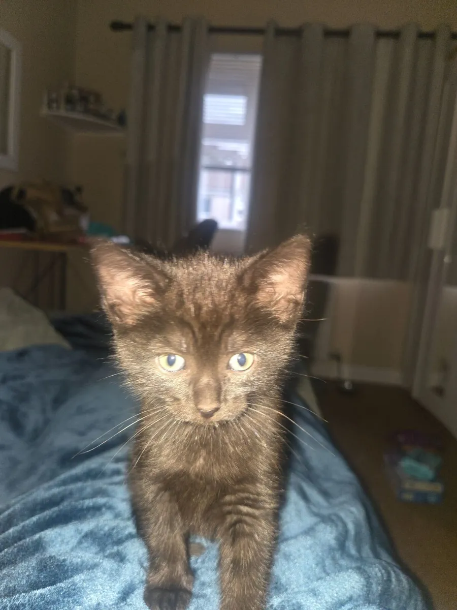 Kitten - Image 3