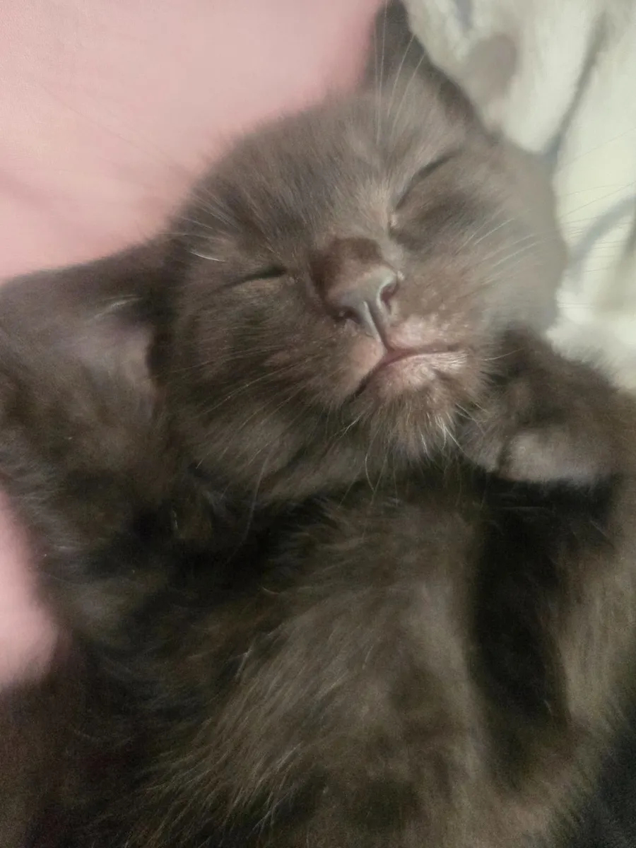 Kitten - Image 4