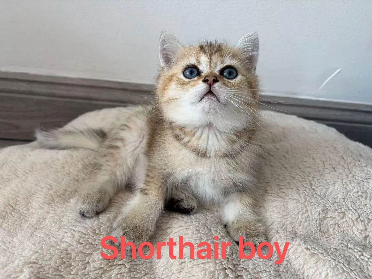 British kitten - Image 2