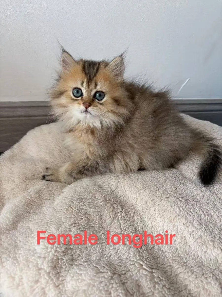 British kitten - Image 1