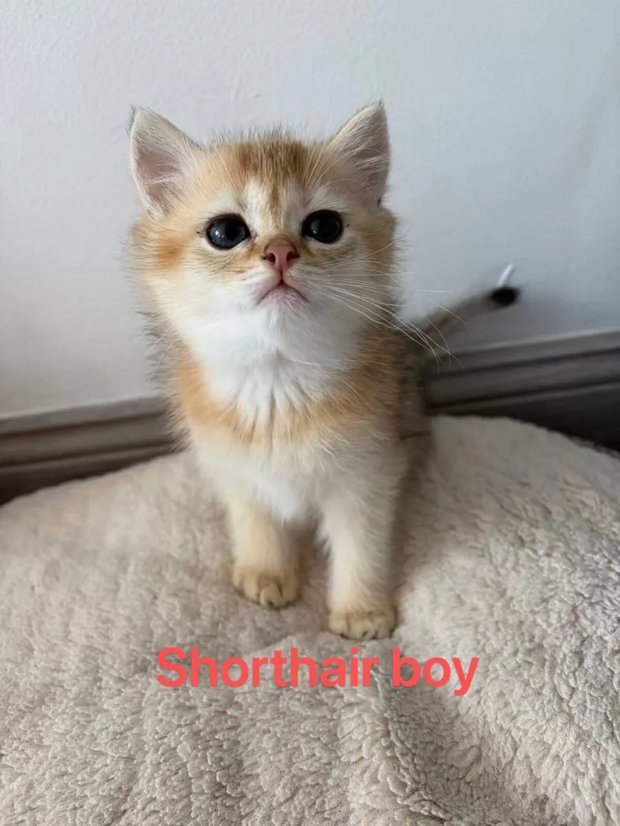 British kitten - Image 3