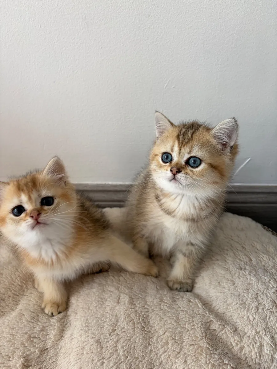 British kitten - Image 4