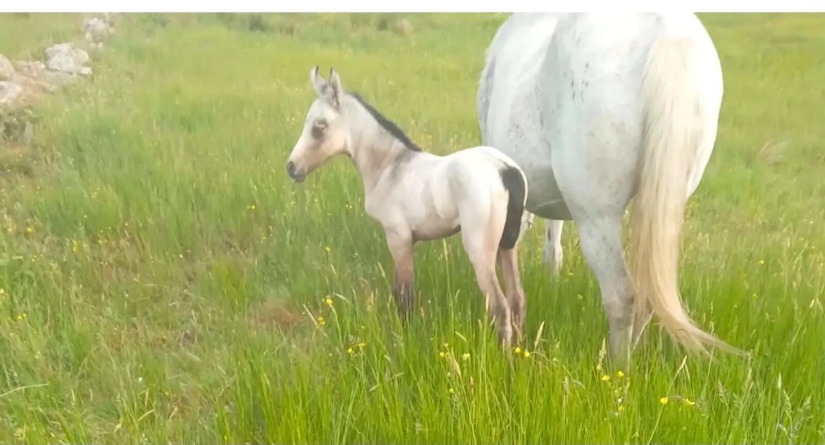 Connemara Pony - Image 2