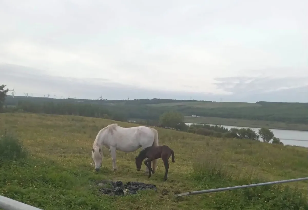 Connemara Pony - Image 3