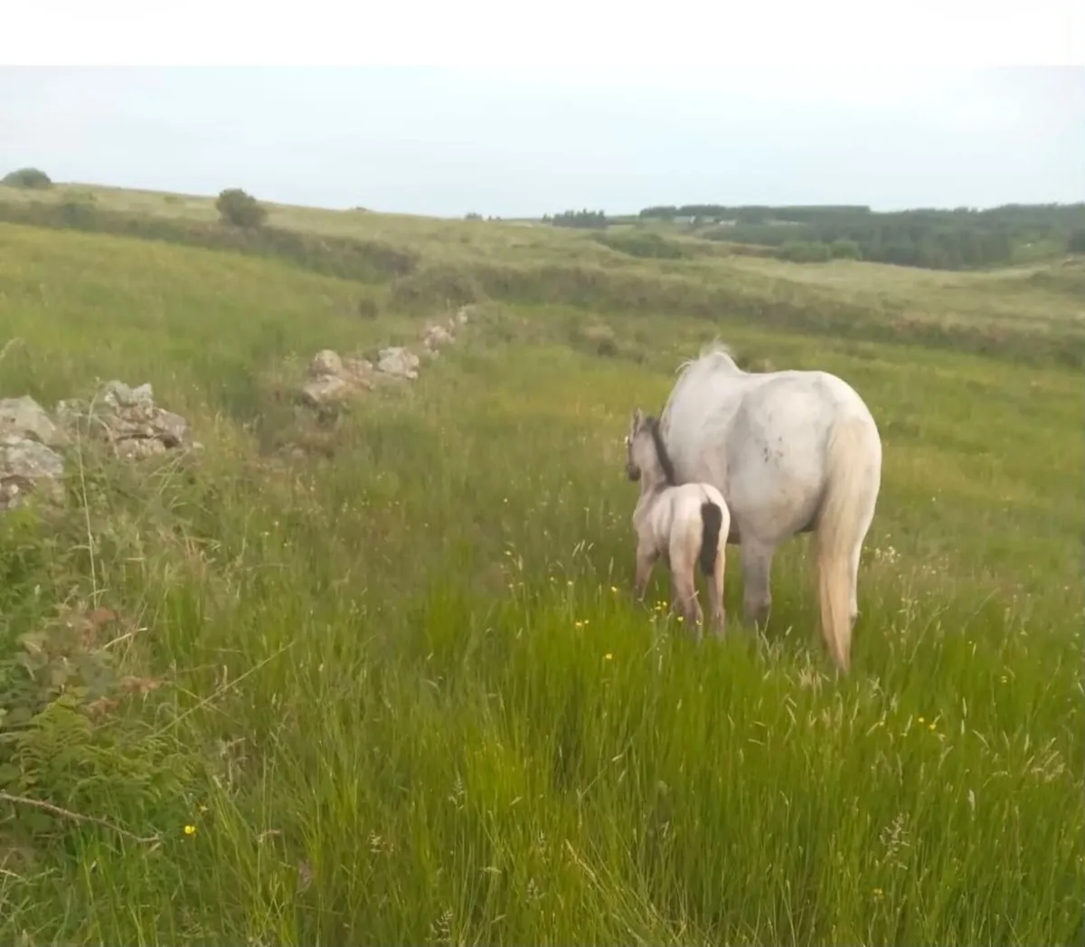 Connemara Pony - Image 4