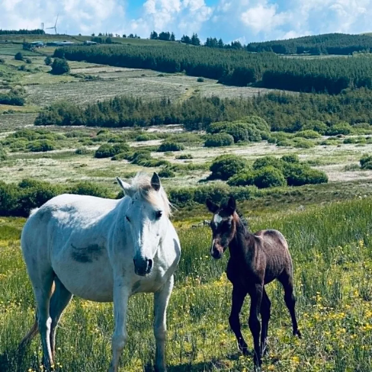 Connemara Pony - Image 1