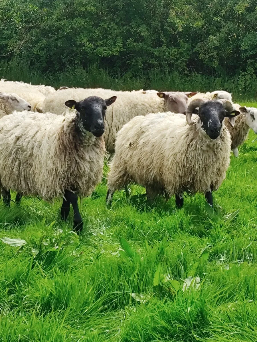 Vasectomised/ Teaser Rams - Image 1