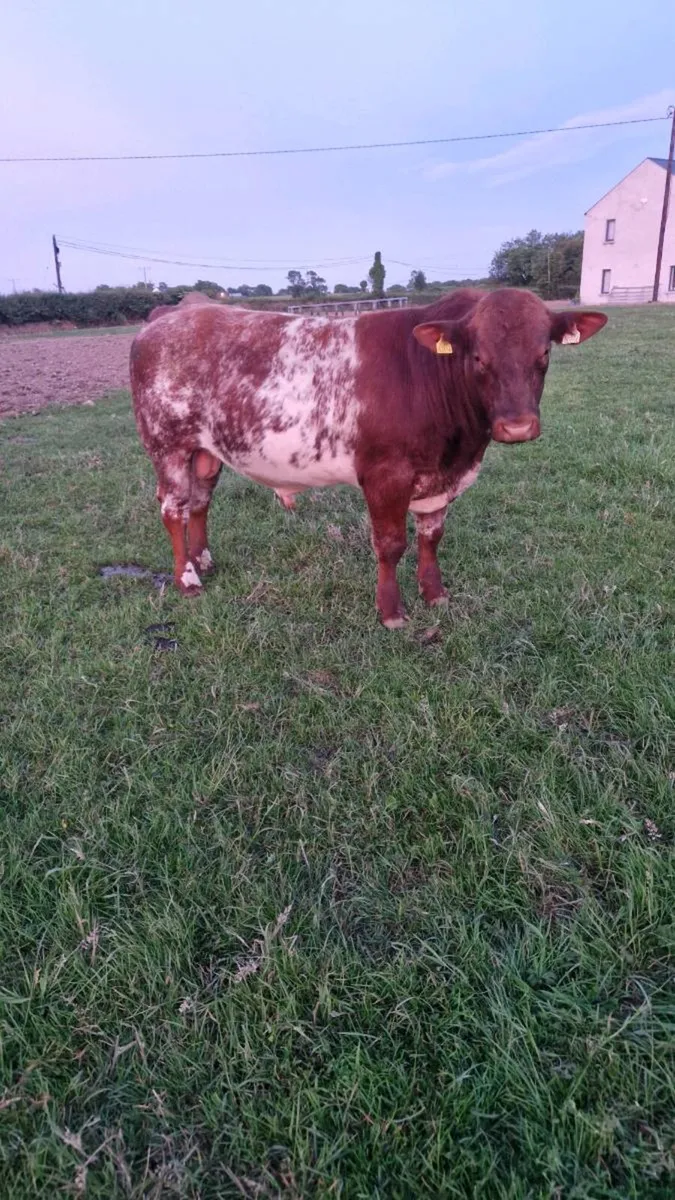 Beef Shorthorn bulls - Image 2