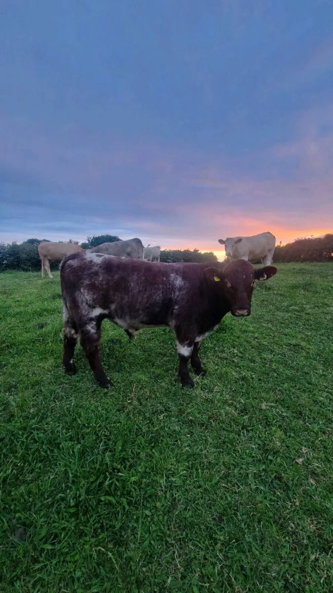 Beef Shorthorn bulls - Image 3