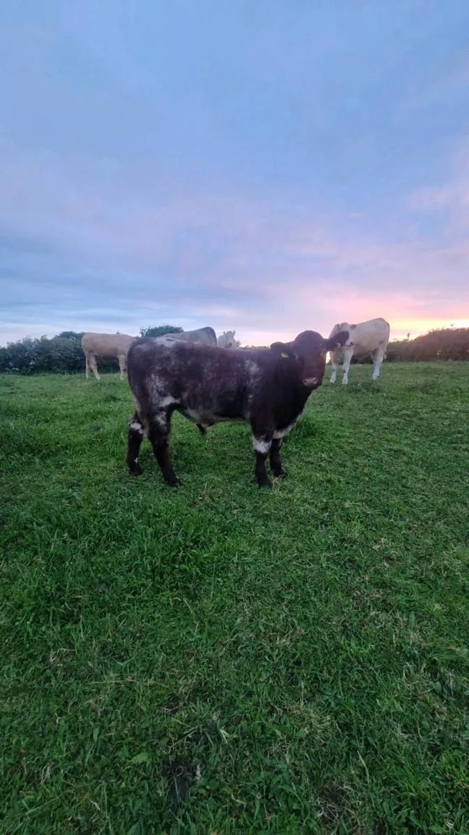 Beef Shorthorn bulls - Image 1
