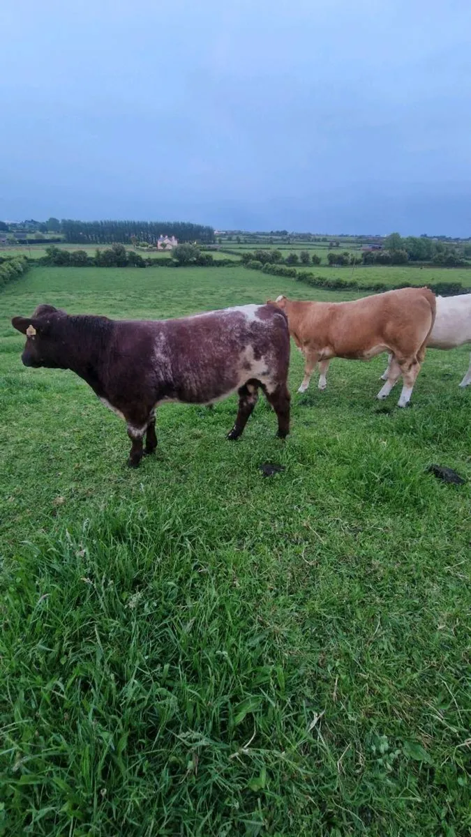 Beef Shorthorn bulls - Image 4