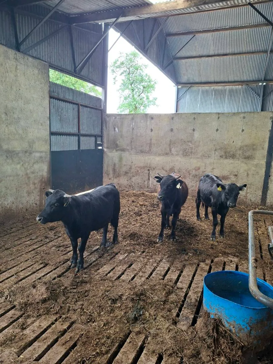 Organic Bullocks - Image 1