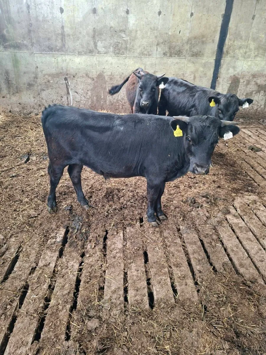 Organic Bullocks - Image 2