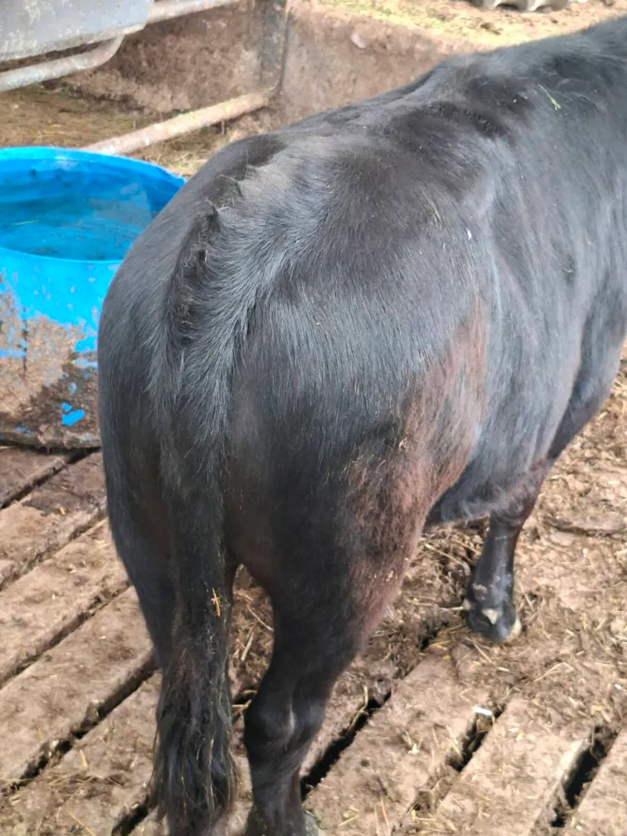 Organic Bullocks - Image 3