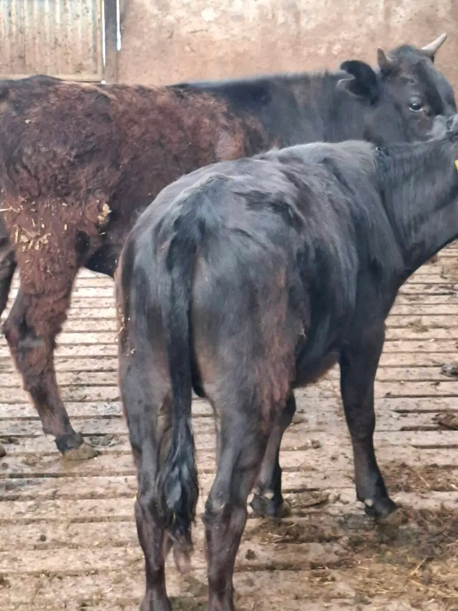 Organic Bullocks - Image 4