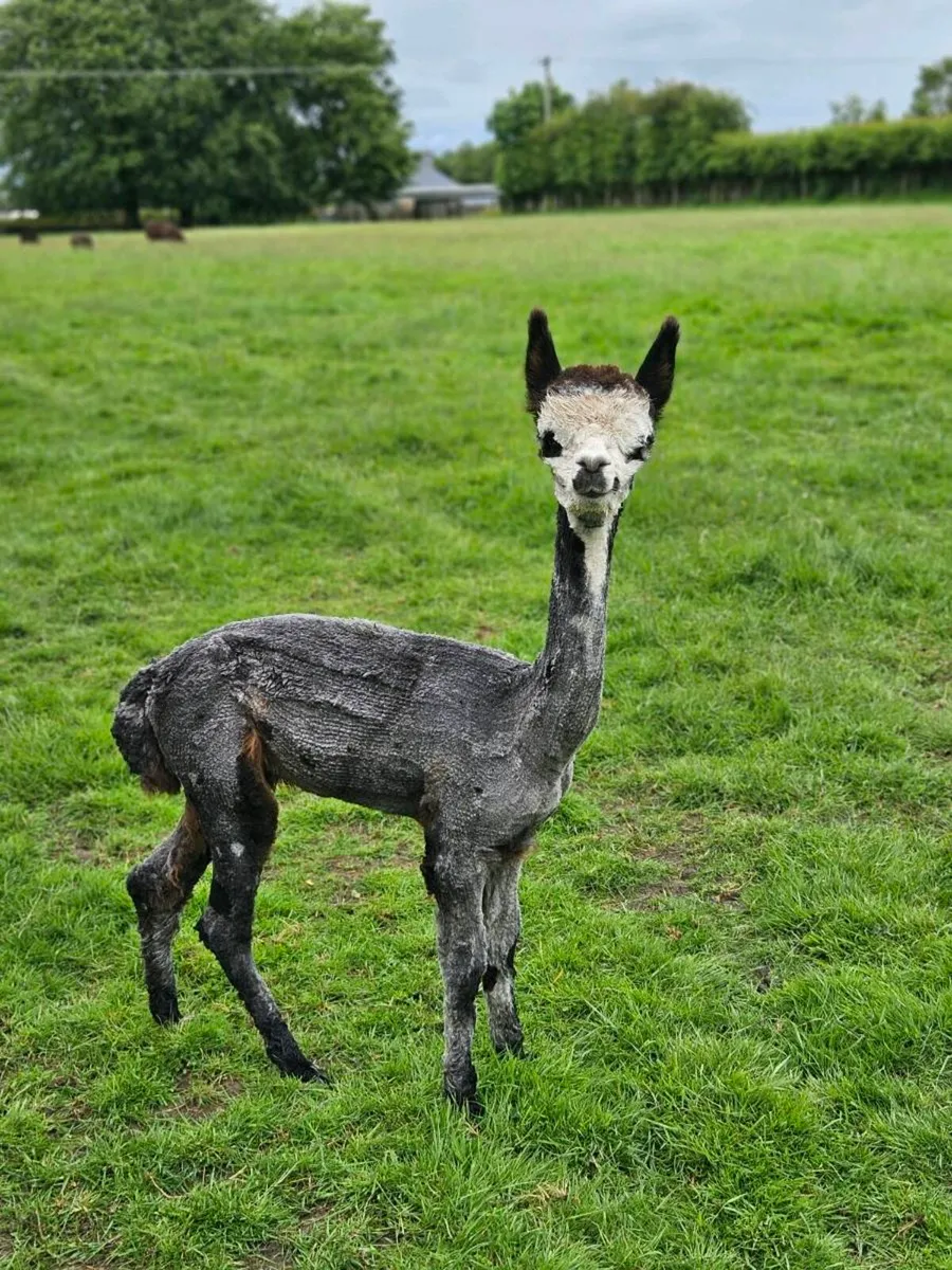 Alpaca - Image 2