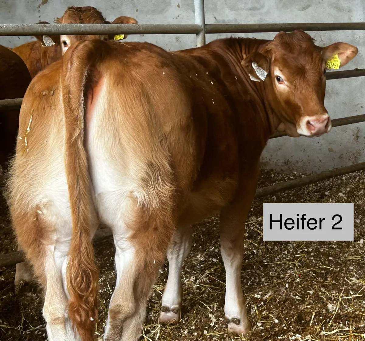 Pedigree & commercial heifers Drumshanbo Mart - Image 3