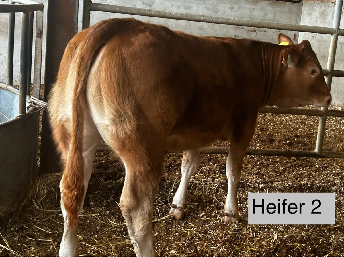 Pedigree and non Pedigree limousin heifers - Image 1