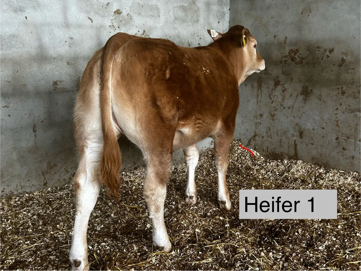 Pedigree and non Pedigree limousin heifers - Image 2