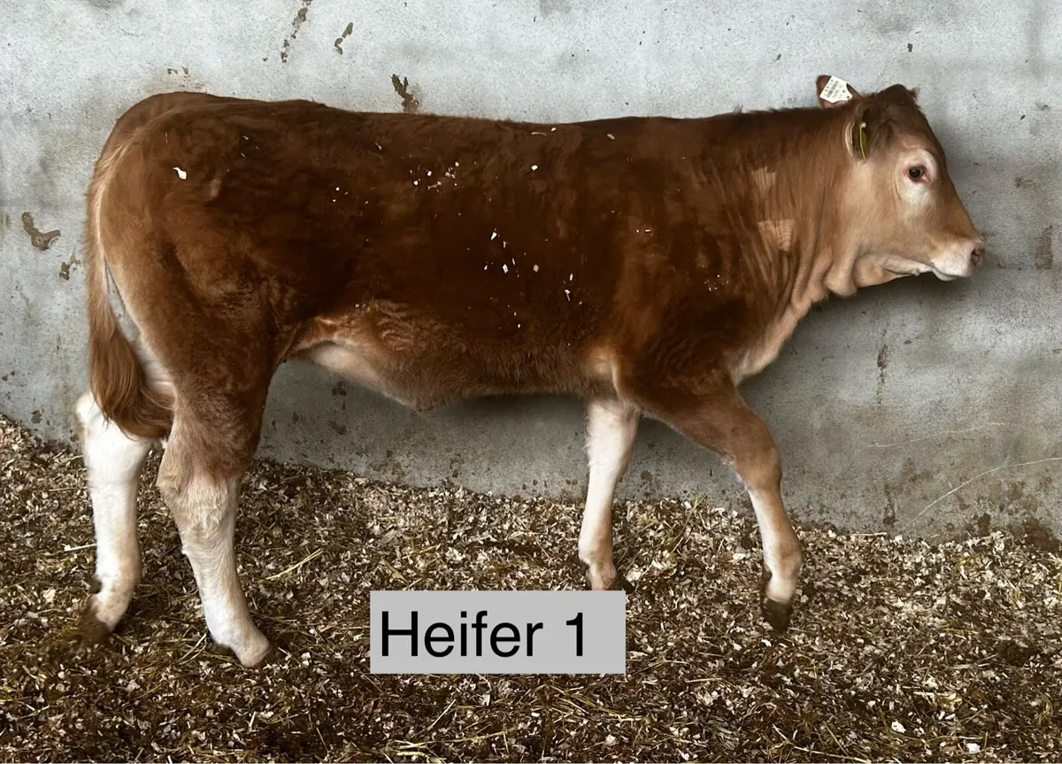 Pedigree and non Pedigree limousin heifers - Image 3