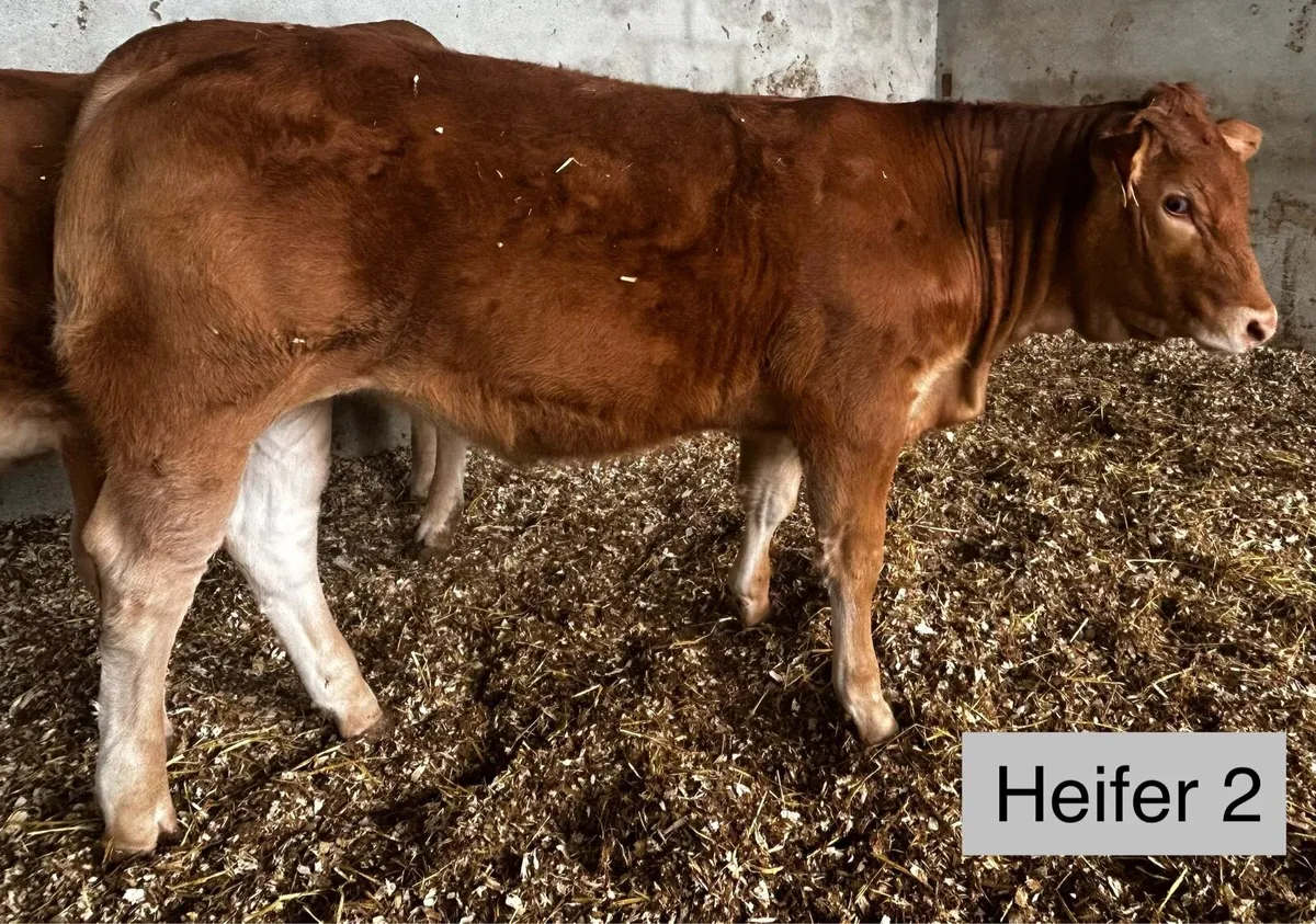 Pedigree and non Pedigree limousin heifers - Image 4