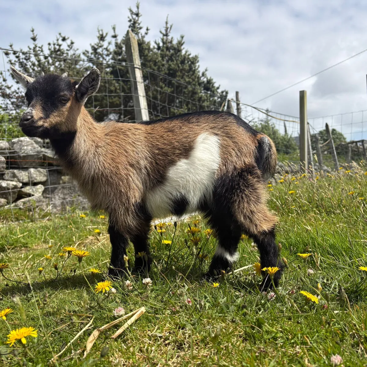 Female pygmy goat €350 - Image 1