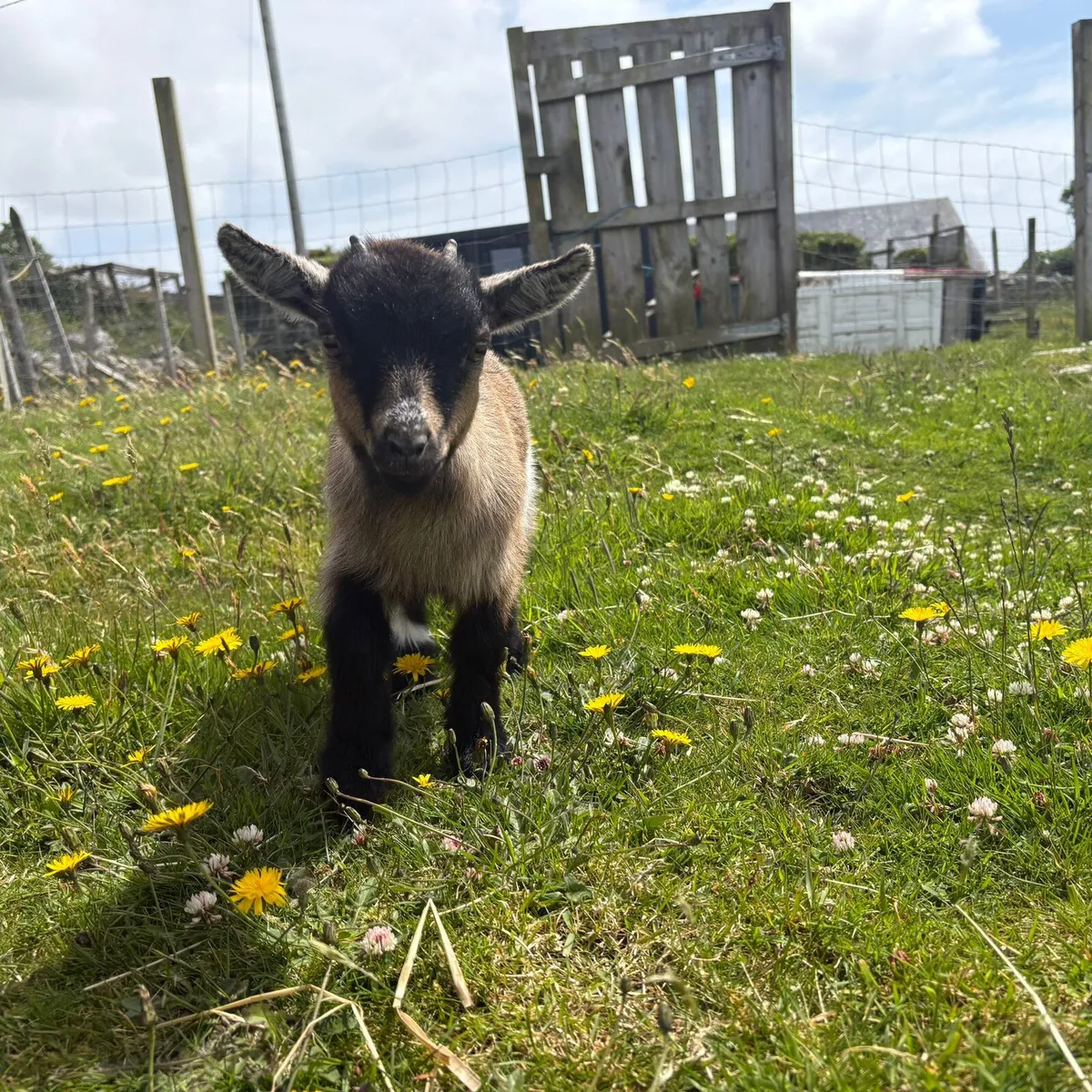 Female pygmy goat €350 - Image 2