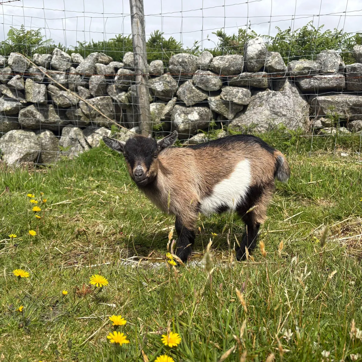 Female pygmy goat €350 - Image 3